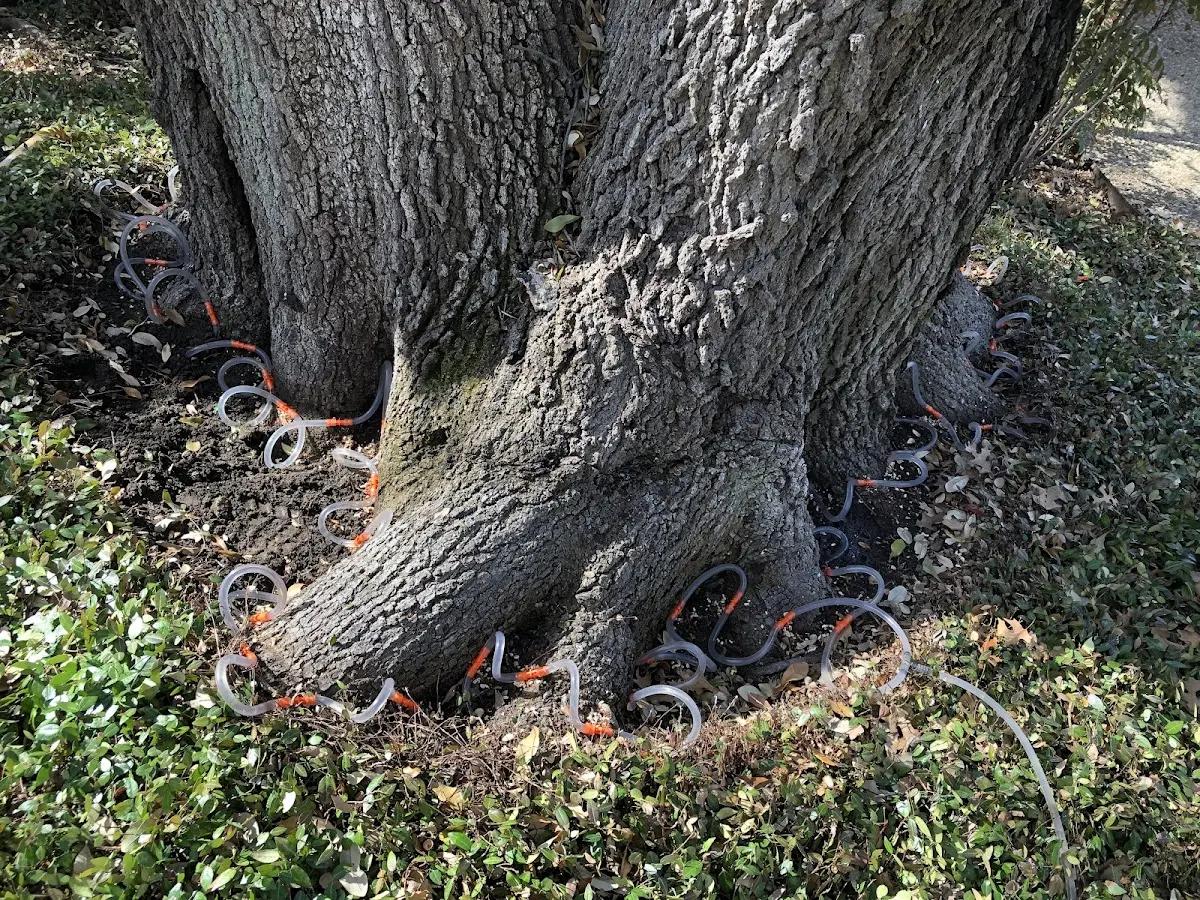 Detailed Tree Cabling and Bracing job site in Hodgenville