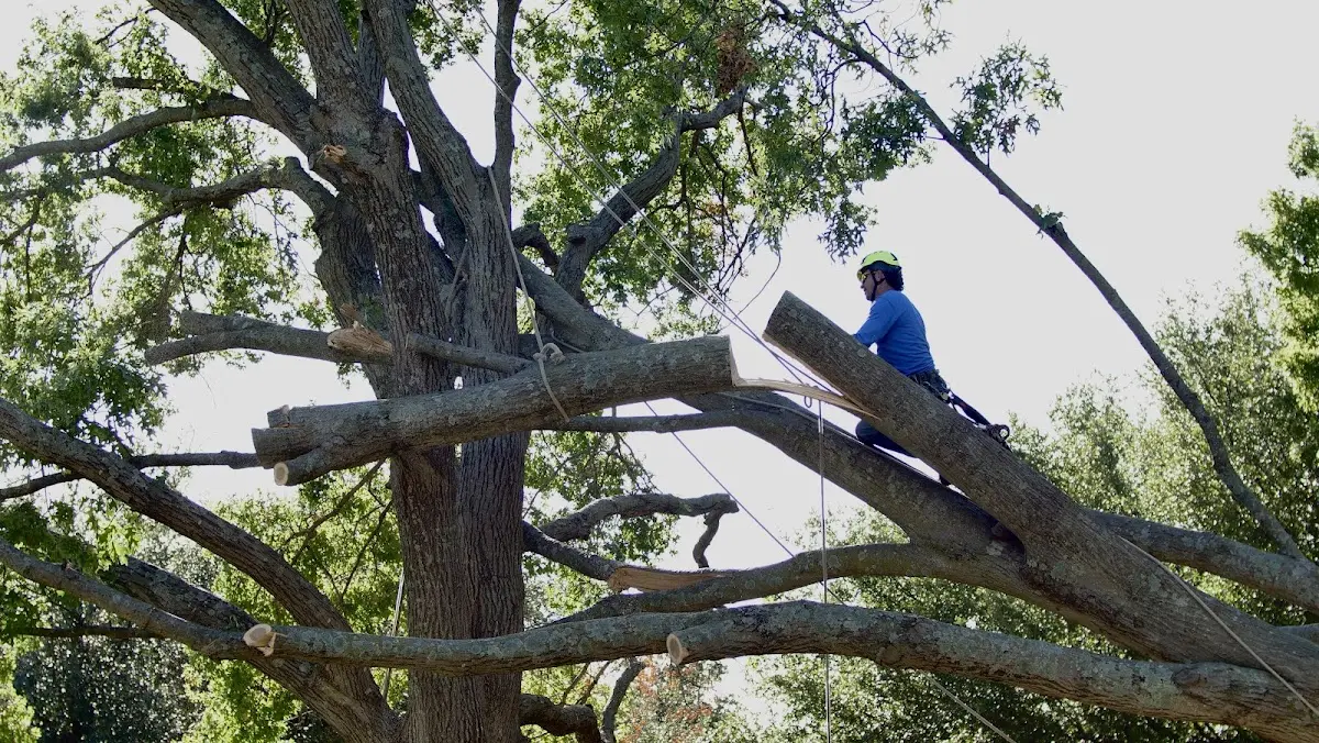 Professional Hazardous Tree Removal performed by certified arborists in Hodgenville