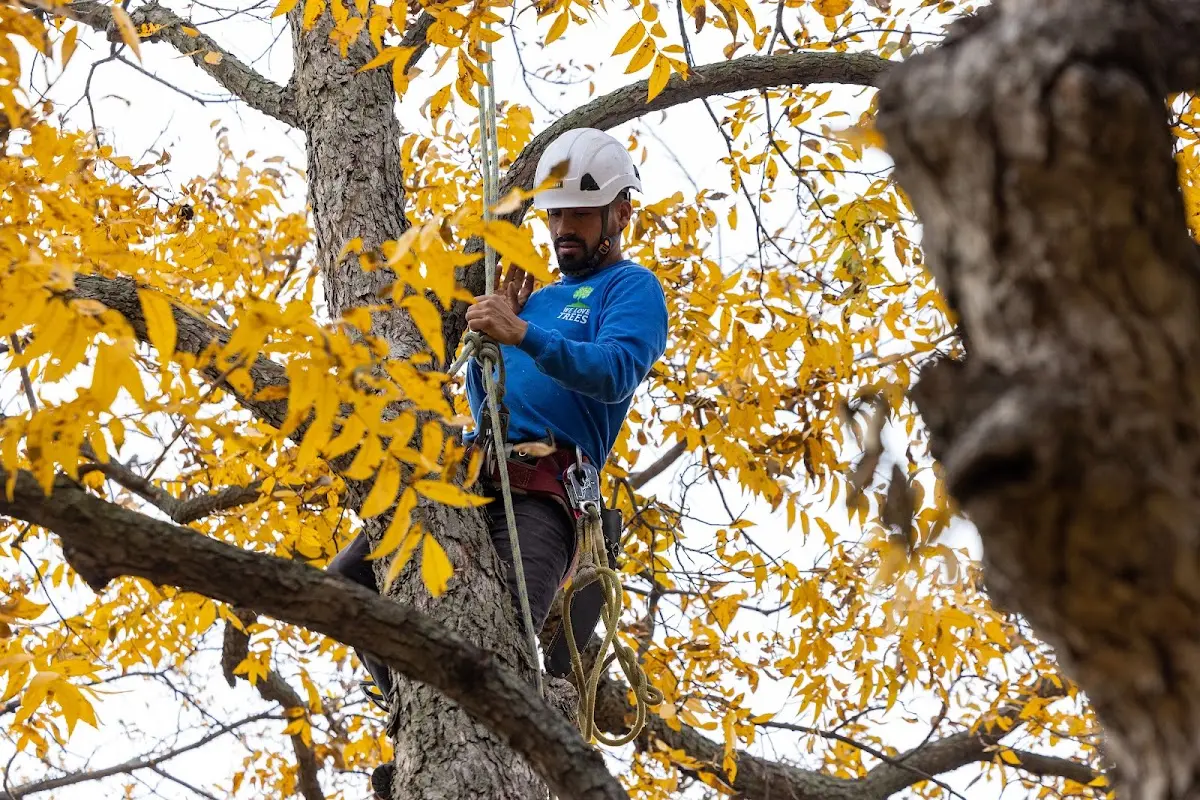 Skilled Storm Damage Cleanup crew working in Hodgenville